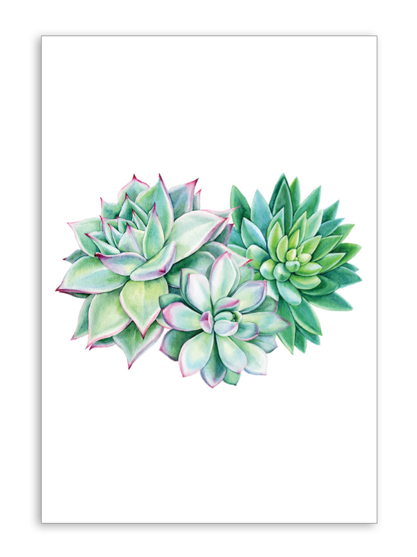 Blank Succulents